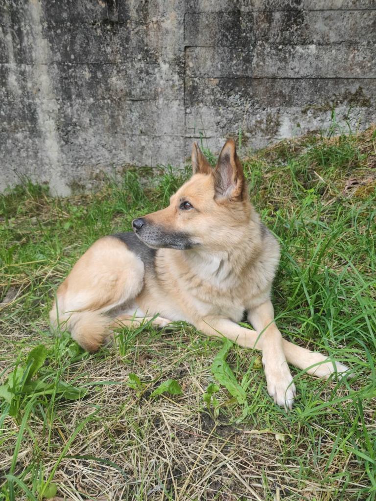 Oscarou, chien Husky croisé Berger Allemand