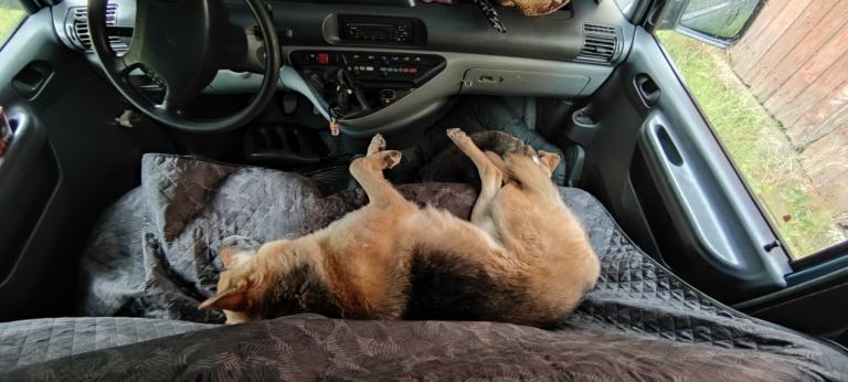 Oscarou, chien Husky croisé Berger Allemand