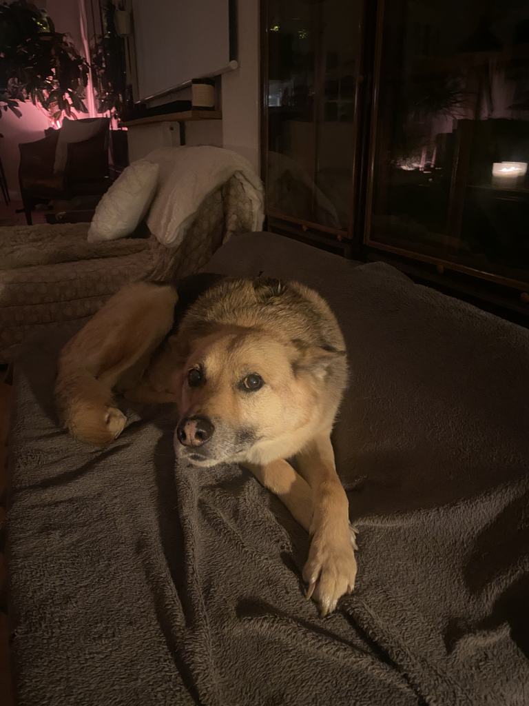 Oscarou, chien Husky croisé Berger Allemand