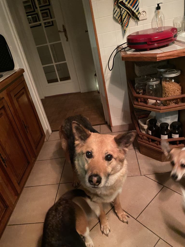 Oscarou, chien Husky croisé Berger Allemand