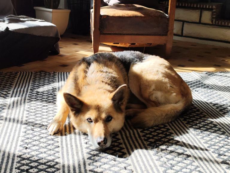 Oscarou, chien Husky croisé Berger Allemand