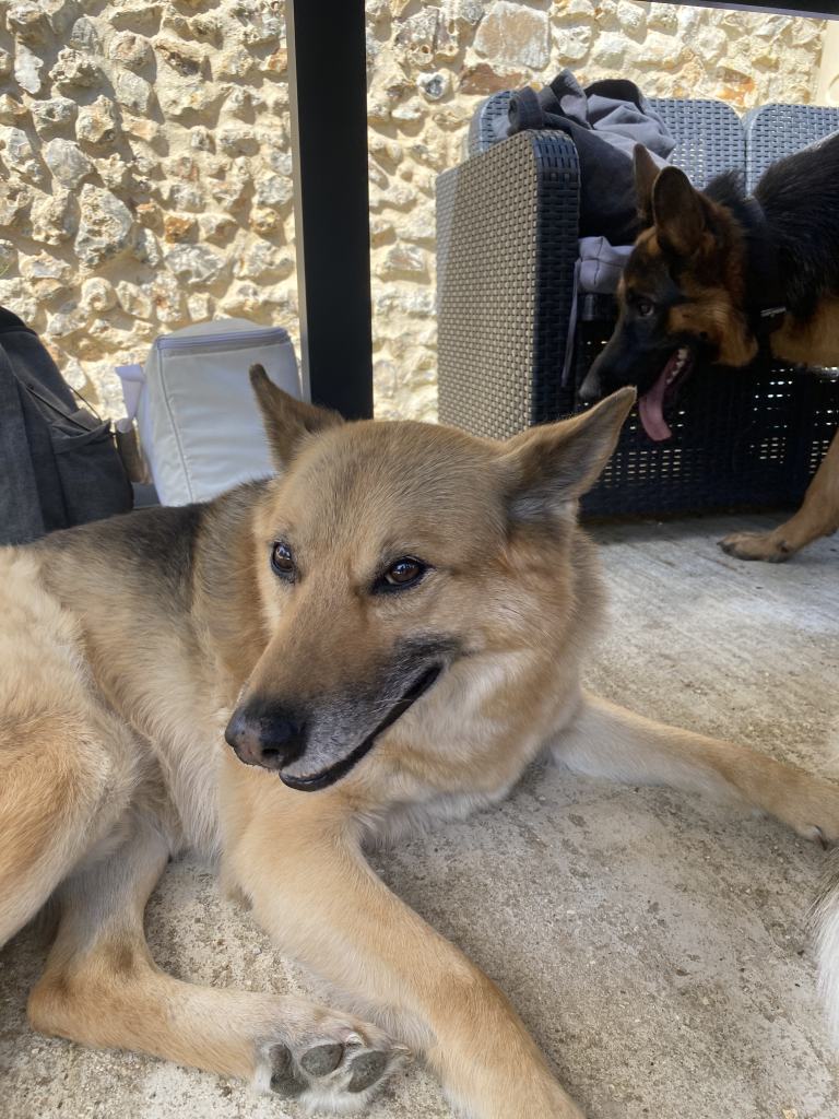 Oscarou, chien Husky croisé Berger Allemand
