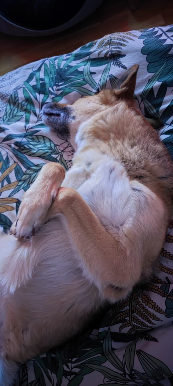 Oscarou, chien Husky croisé Berger Allemand