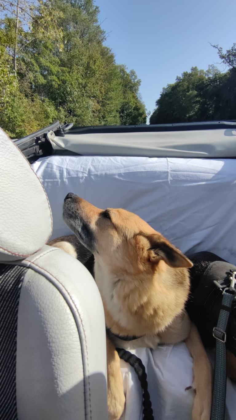 Oscarou, chien Husky croisé Berger Allemand